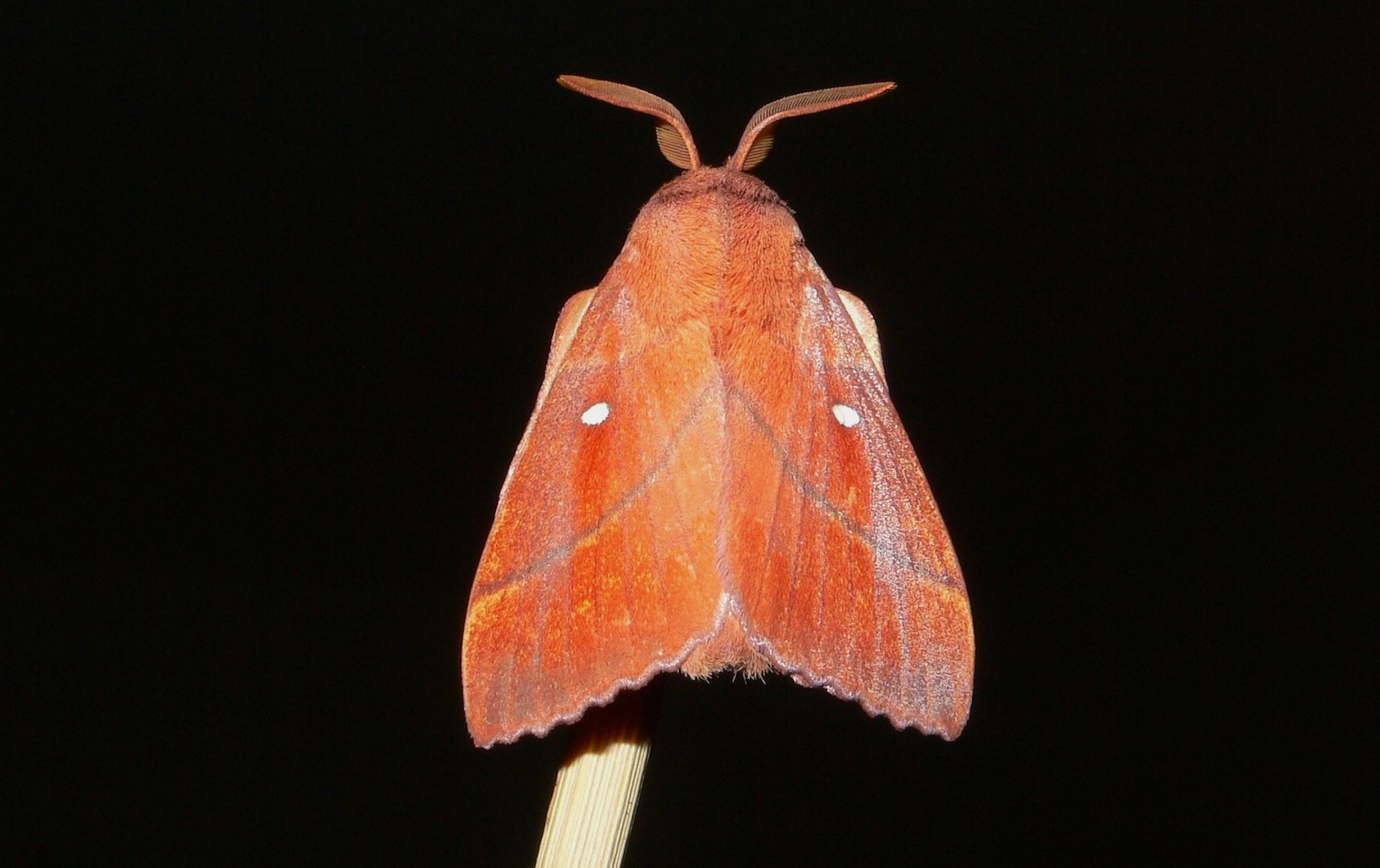 Odonestis pruni (Linnaeus, 1758) - Lasiocampida